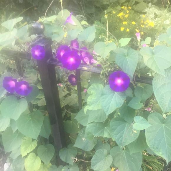 Meet your Posher, Peter - Picture 1 of 1